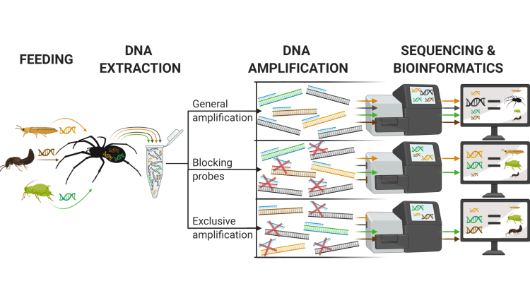 Primer time: a rollercoaster ride through metabarcoding PCR primer&nbsp;design