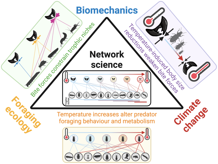 NEW PAPER: Understanding trophic interactions in a warming world by bridging foraging ecology and biomechanics with network&nbsp;science