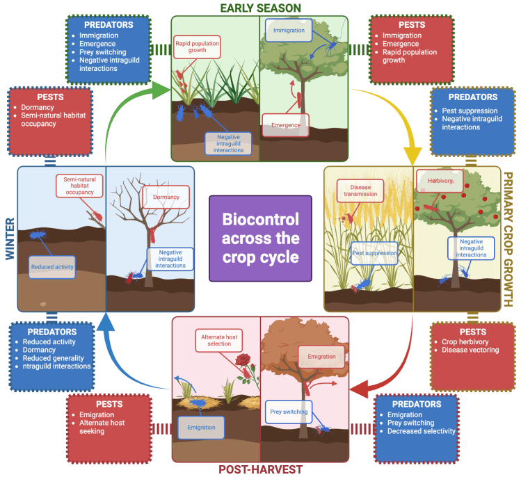 New preprint: Biomonitoring of biocontrol across the full annual cycle in temperate climates: post-harvest, winter and early-season interaction data and methodological considerations for its&nbsp;collection