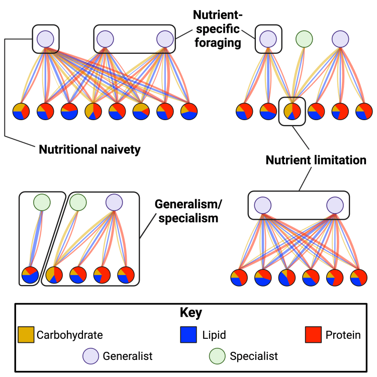 NEW PAPER: Networking nutrients: How nutrition determines the structure of ecological&nbsp;networks