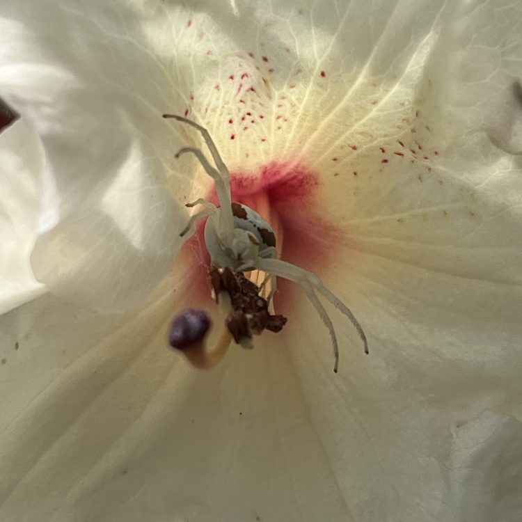 Rosy published in the British Arachnological Society&nbsp;Newsletter!