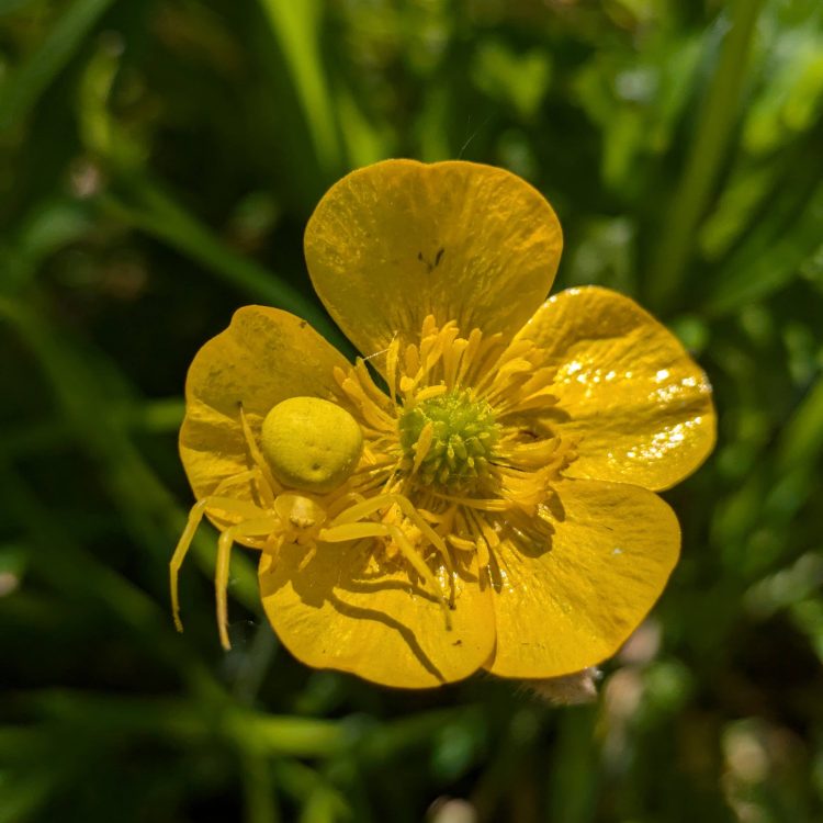 Send us your crab spider photos and&nbsp;samples!