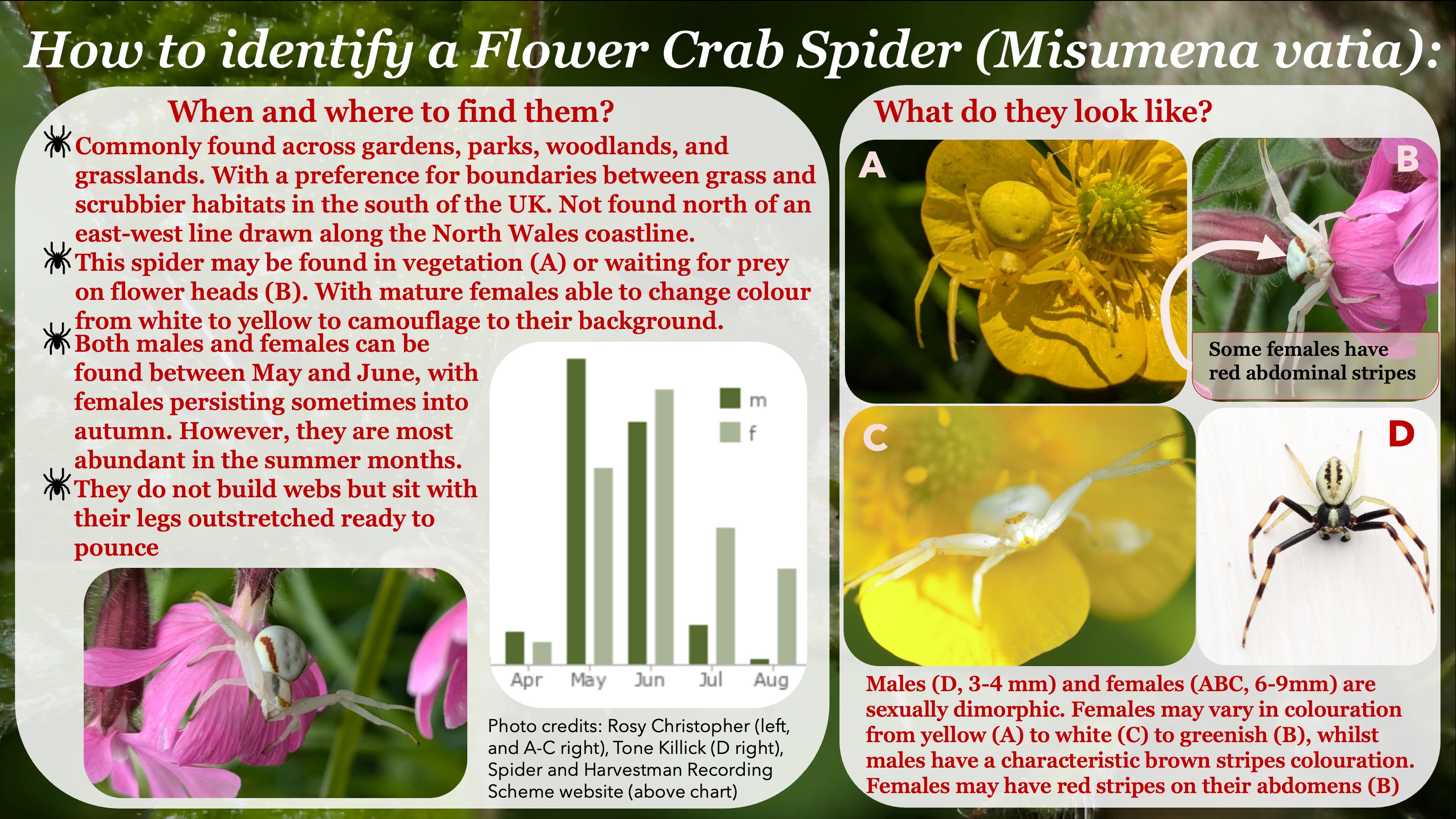 Helper Spider Spider Spies – Foraging Ecology Research Group