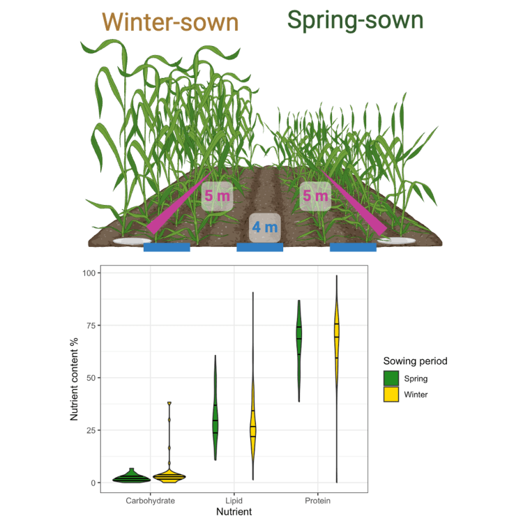 New preprint: Arthropod predator nutrient content changes with crop sowing period with implications for&nbsp;biocontrol