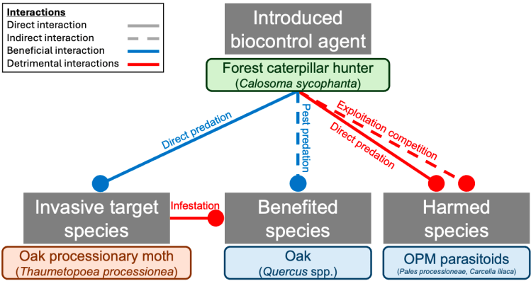 New preprint: Reintroducing a nationally extinct predator, the forest caterpillar hunter (Calosoma sycophanta), for biocontrol of the invasive oak processionary (Thaumetopoea processionea) in Britain: considerations, benefits and&nbsp;risks